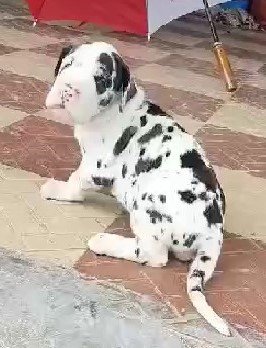 Buy Male Great Dane Puppy from Mumbai